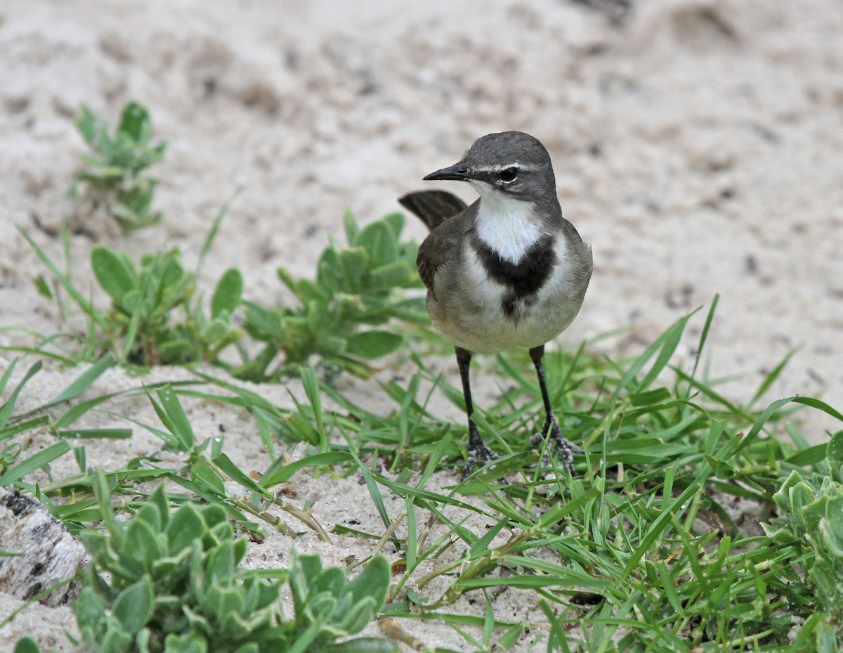 Cape Wagtail - ML620214277
