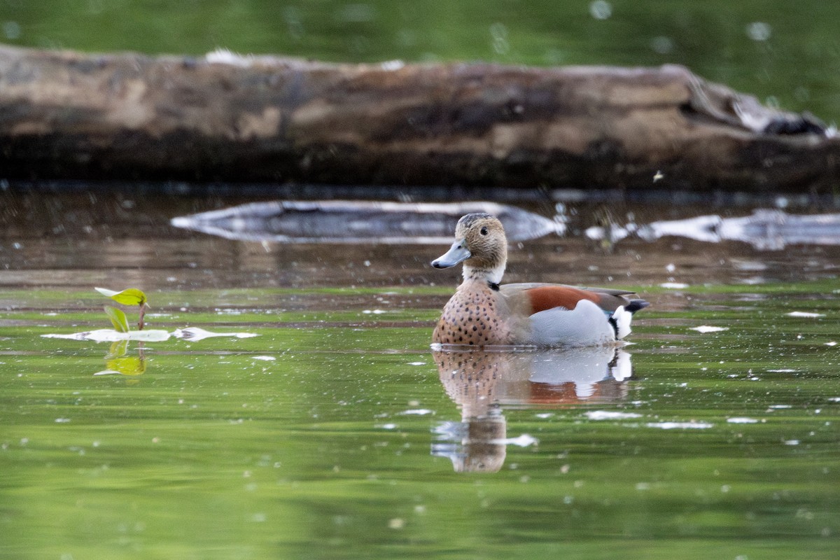 Ringed Teal - ML620214279