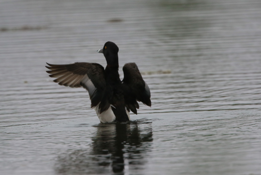 Ring-necked Duck - ML620214282