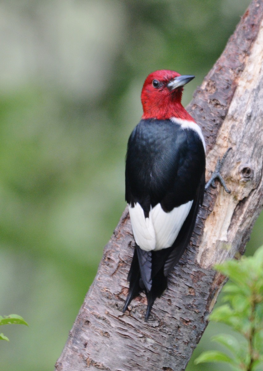 Red-headed Woodpecker - ML620214283
