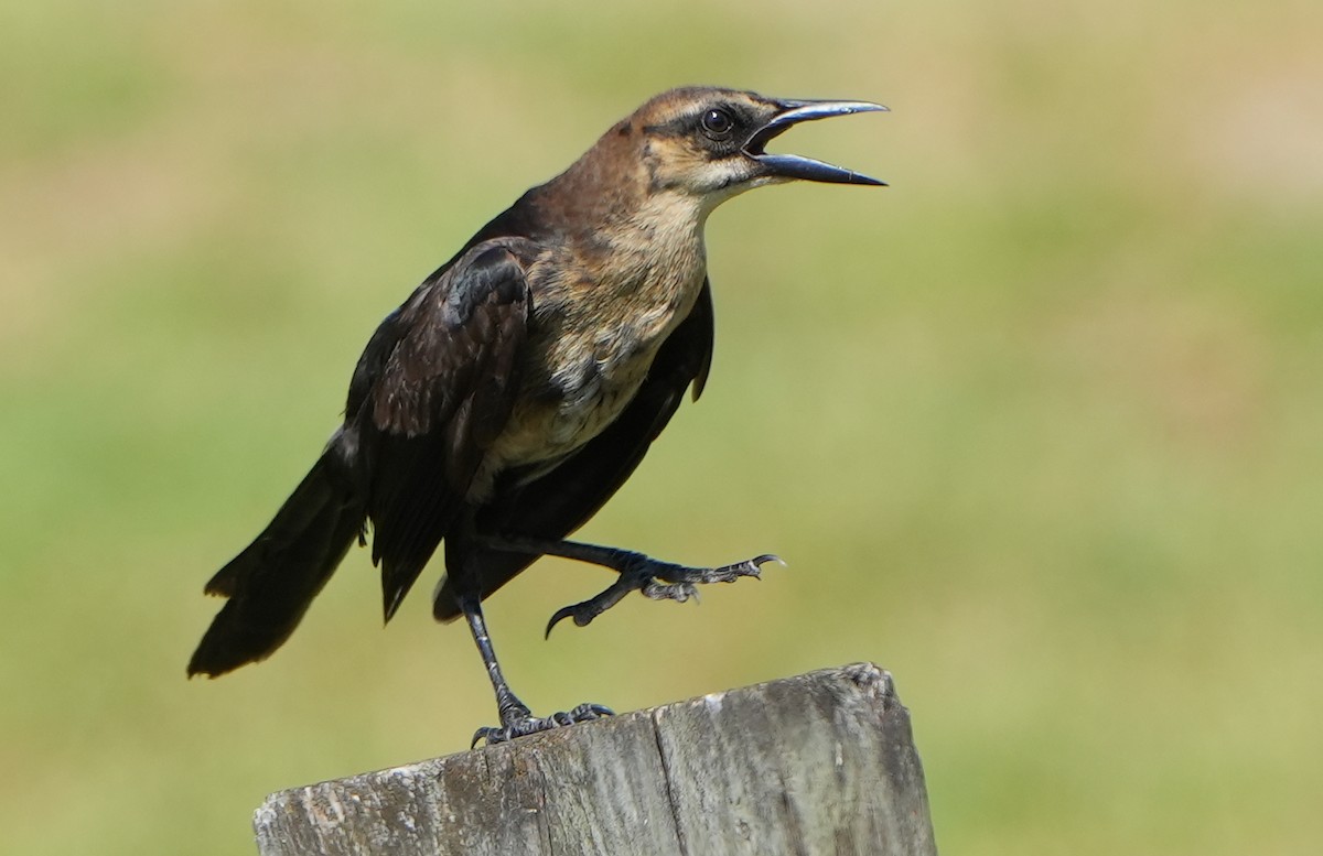 Boat-tailed Grackle - ML620214292