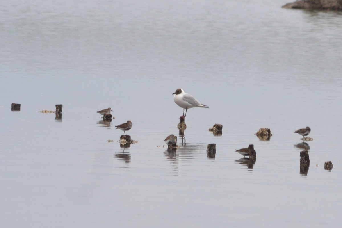 Black-headed Gull - ML620214296