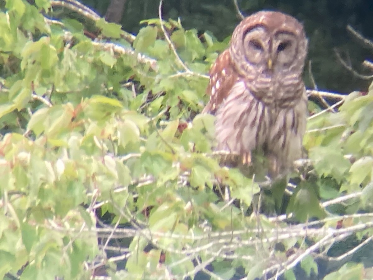 Barred Owl - ML620214303