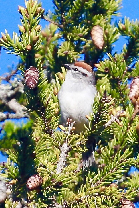 Chipping Sparrow - ML620214304