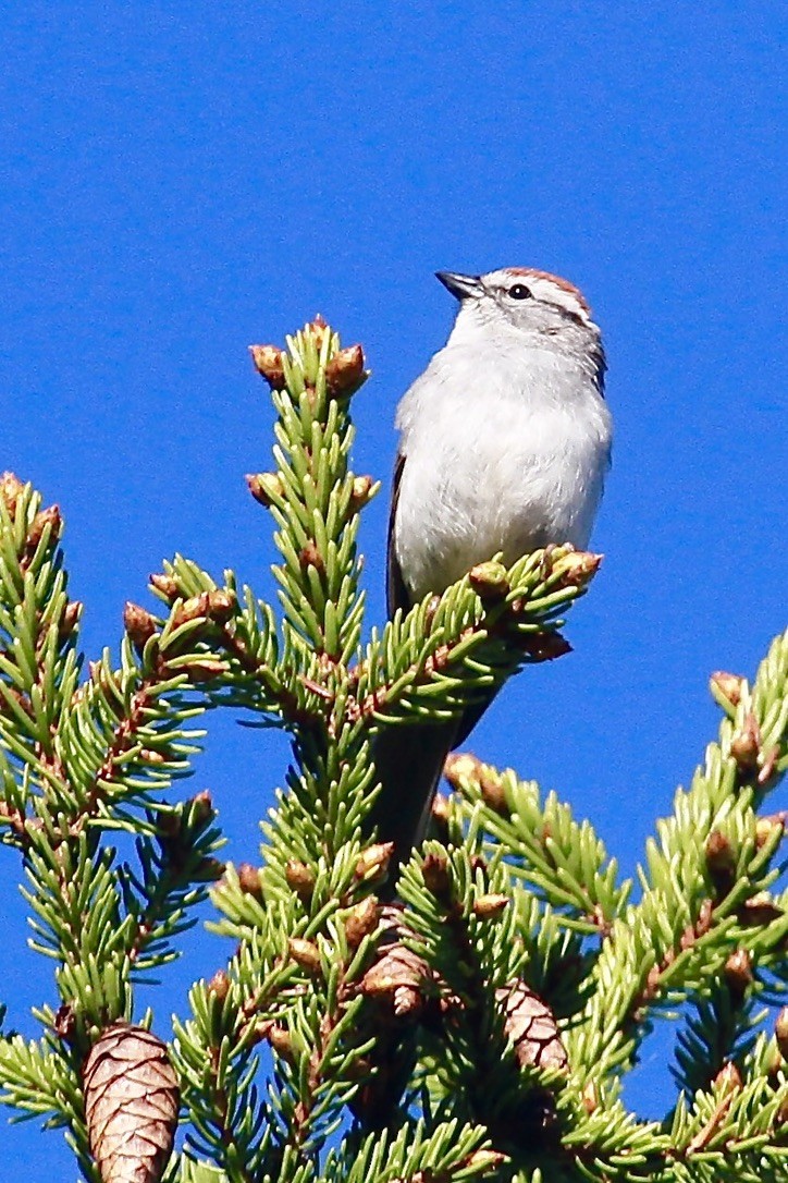 Chipping Sparrow - ML620214305