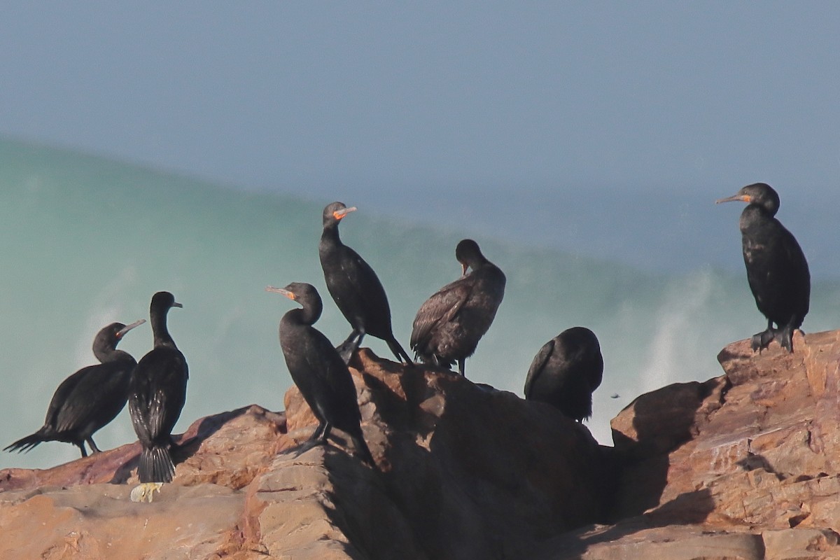 Cormorán de El Cabo - ML620214310