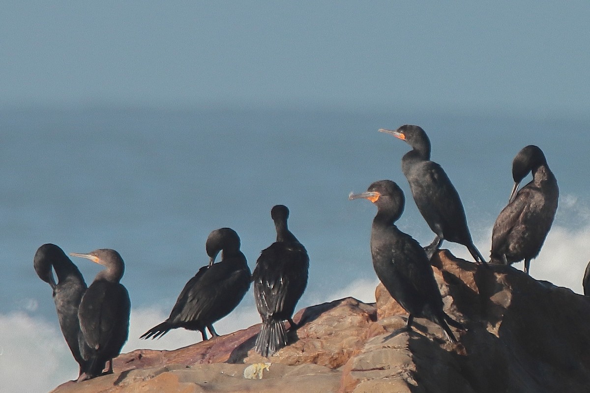 Cape Cormorant - ML620214311