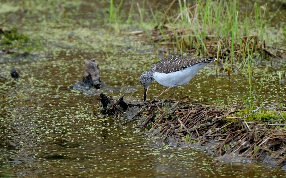 Solitary Sandpiper - ML620214317