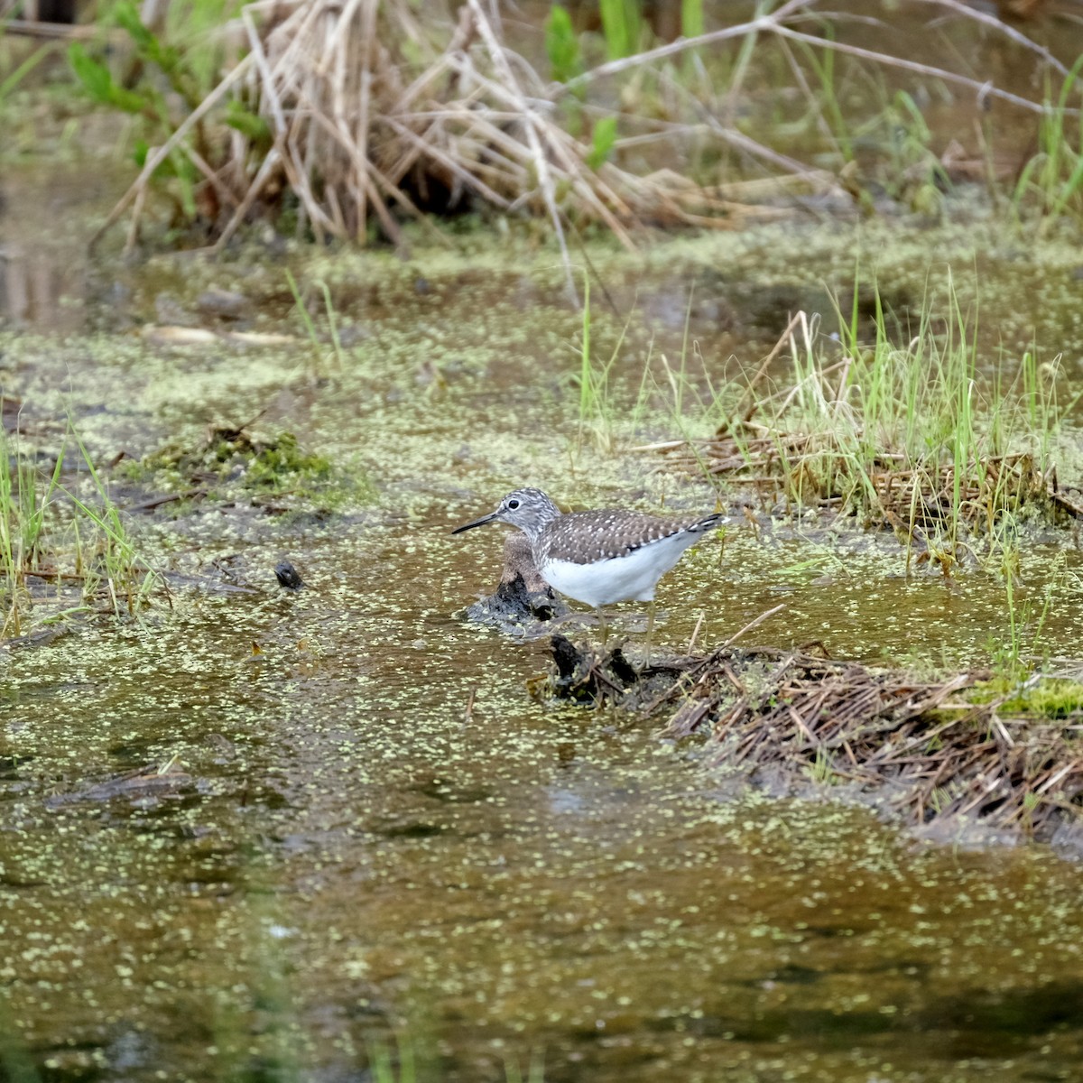 Solitary Sandpiper - ML620214318