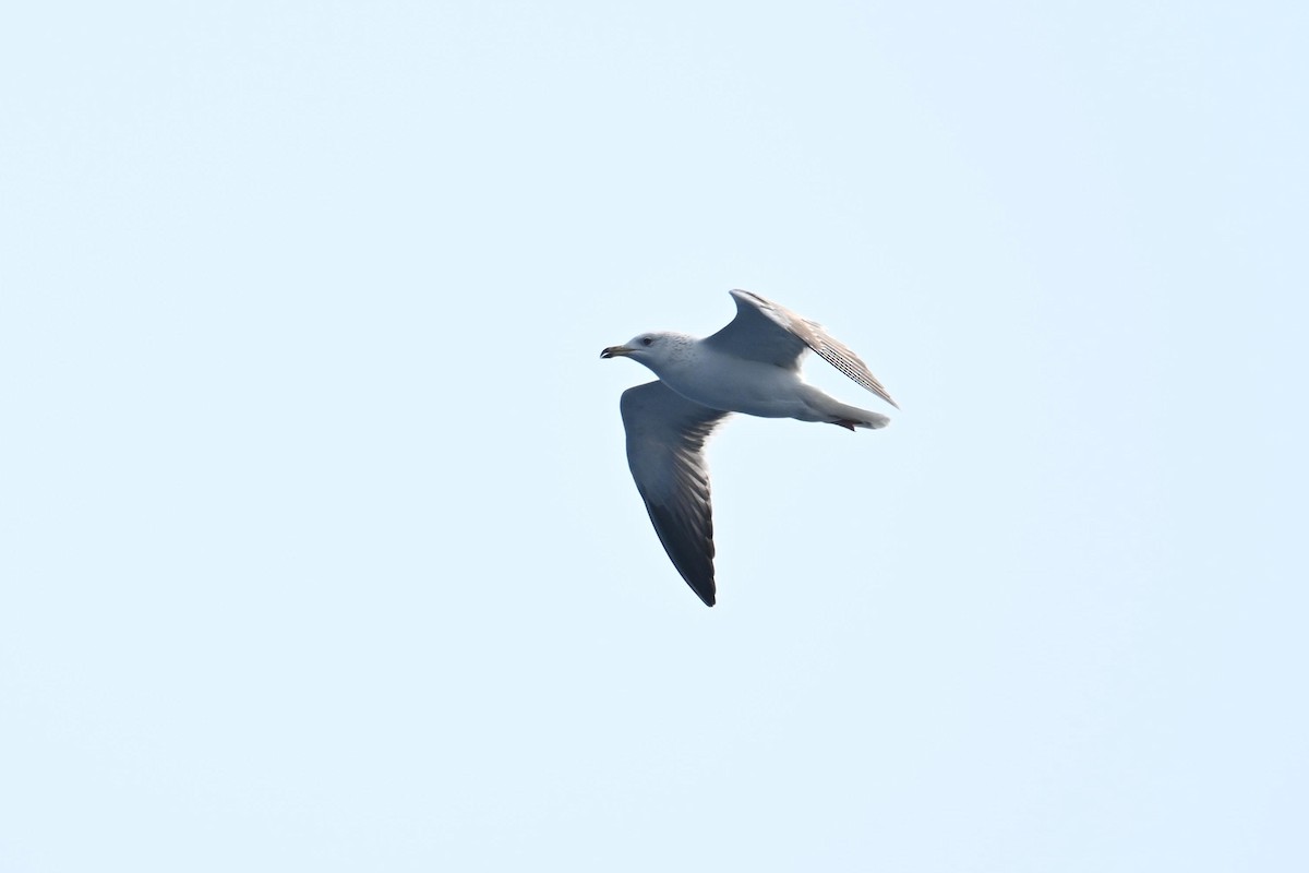 Black-tailed Gull - ML620214346