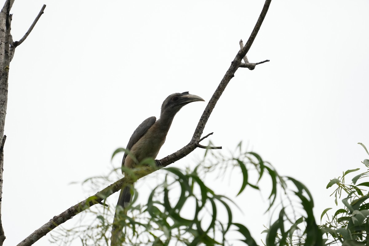 Indian Gray Hornbill - ML620214373