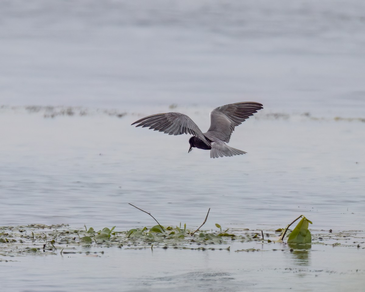 Black Tern - ML620214374