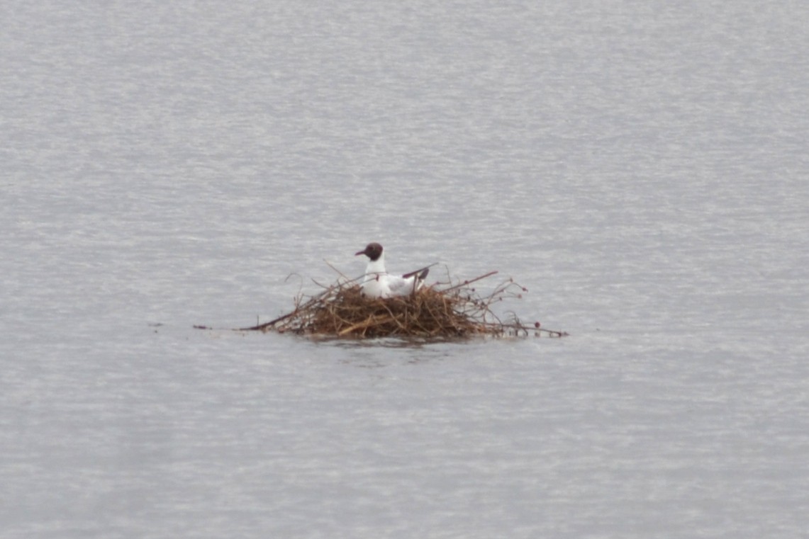 Black-headed Gull - ML620214376