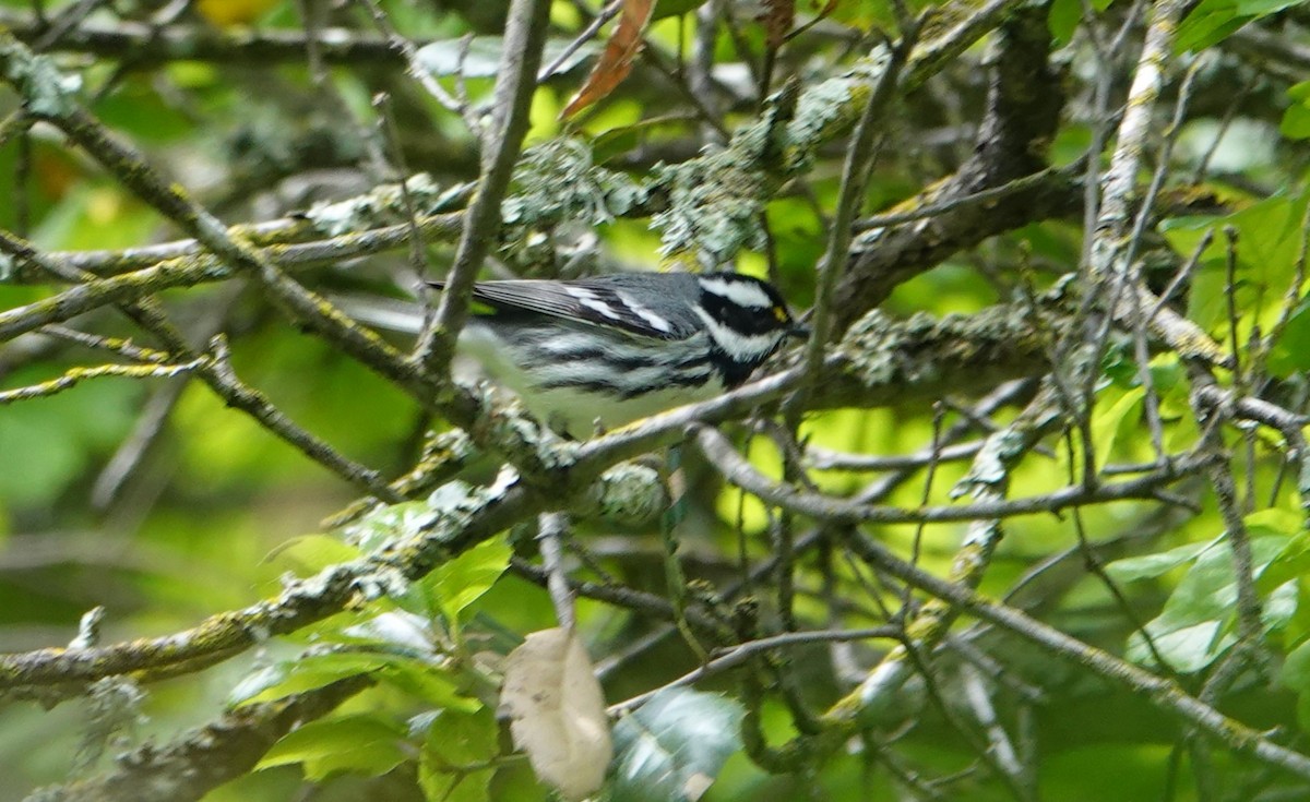 Black-throated Gray Warbler - ML620214378