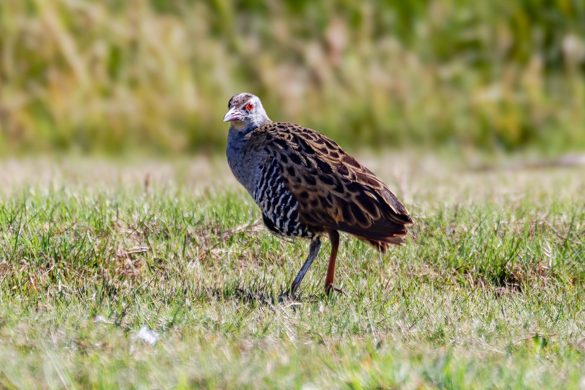 African Crake - ML620214389