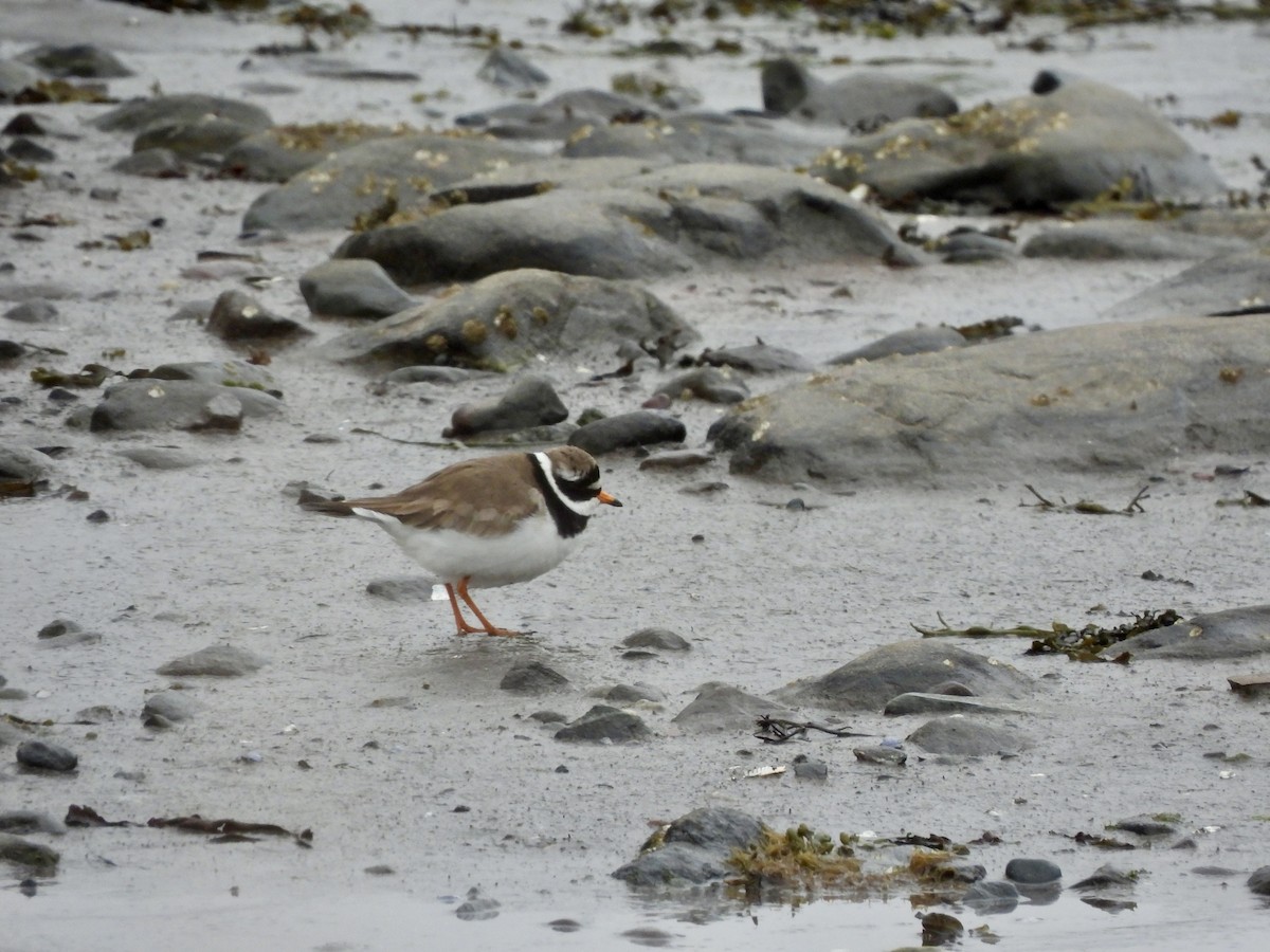Common Ringed Plover - ML620214395