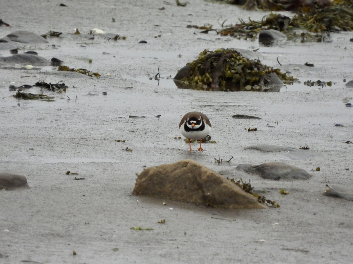 Common Ringed Plover - ML620214396