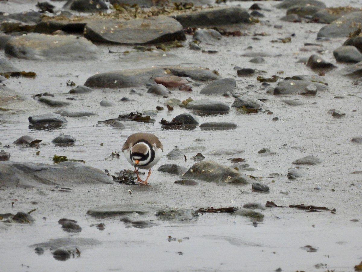 Common Ringed Plover - ML620214397