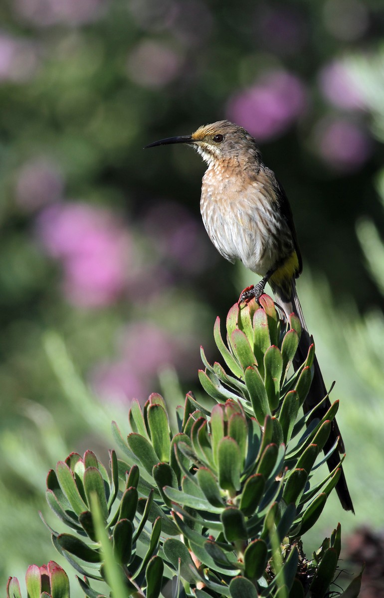 Cape Sugarbird - Lyann Comrack