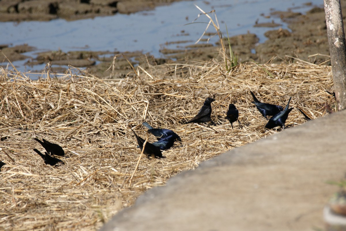 Shiny Cowbird - ML620214403