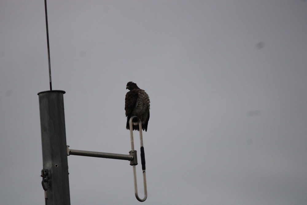 Broad-winged Hawk - ML620214418