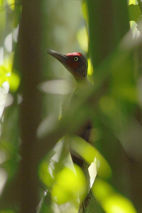 Ashy Woodpecker - ML620214421