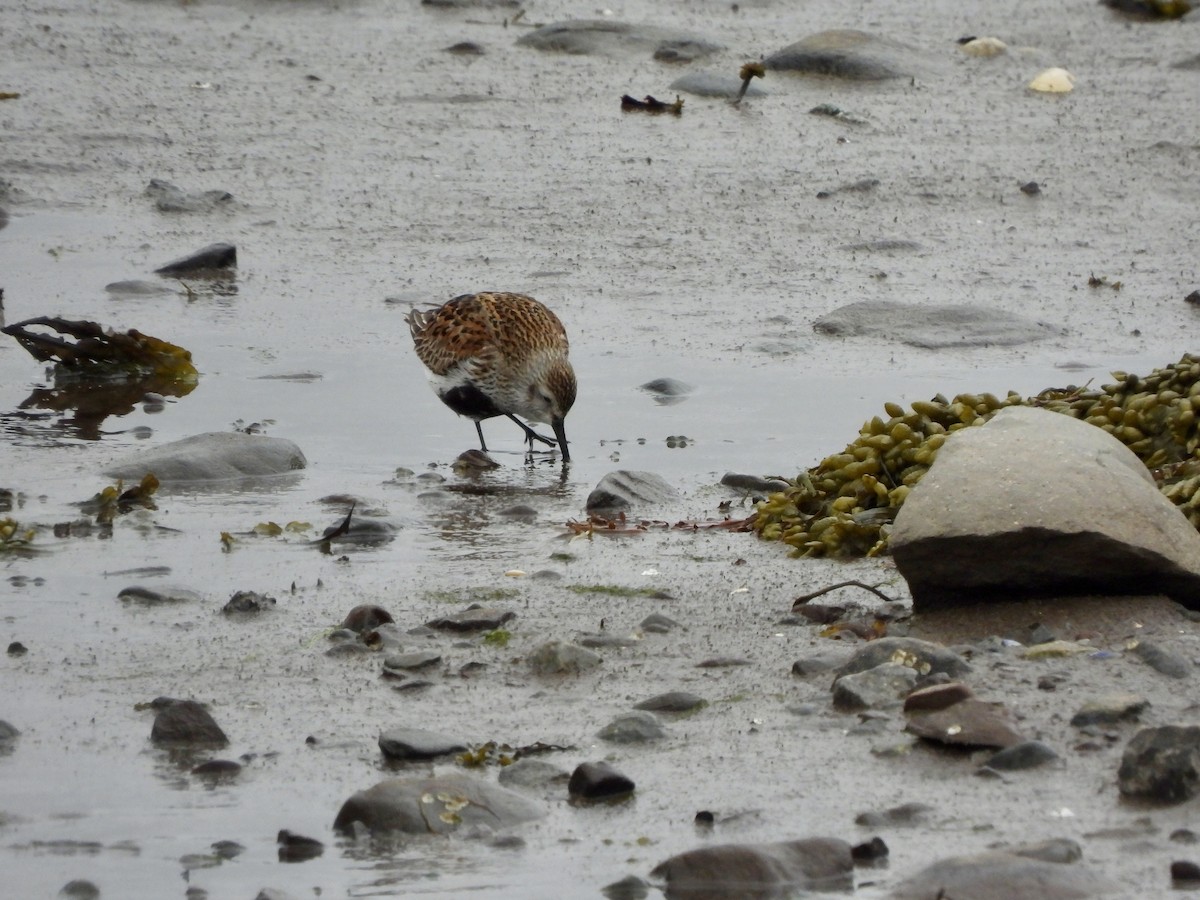 Dunlin - ML620214423