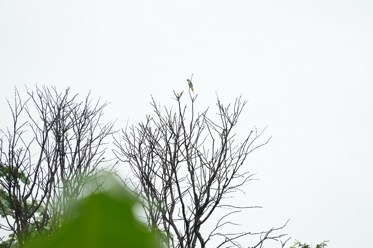 Malabar Yeşil Papağanı - ML620214425