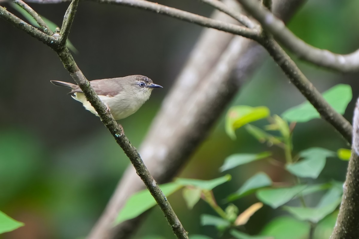 Pygmy White-eye - ML620214426