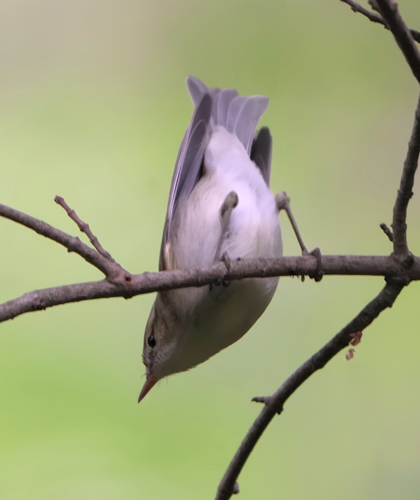 Mosquitero Verdoso - ML620214430