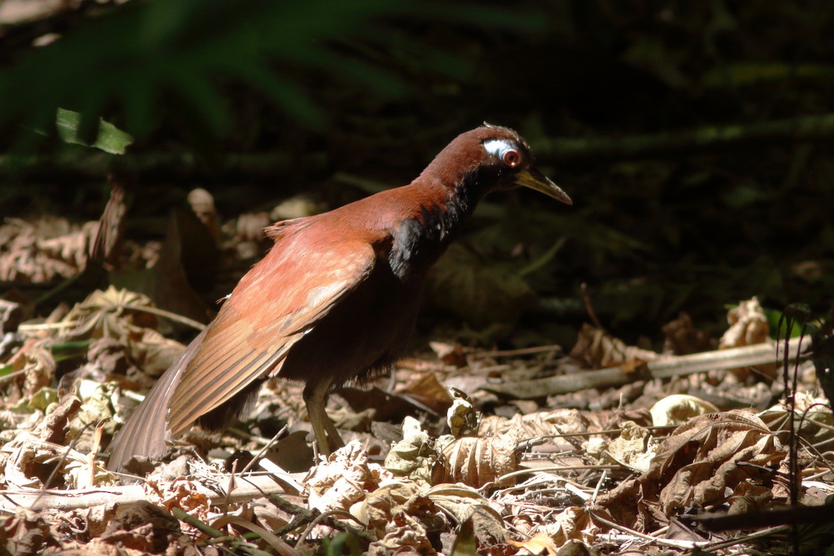 Blue-faced Rail - ML620214433