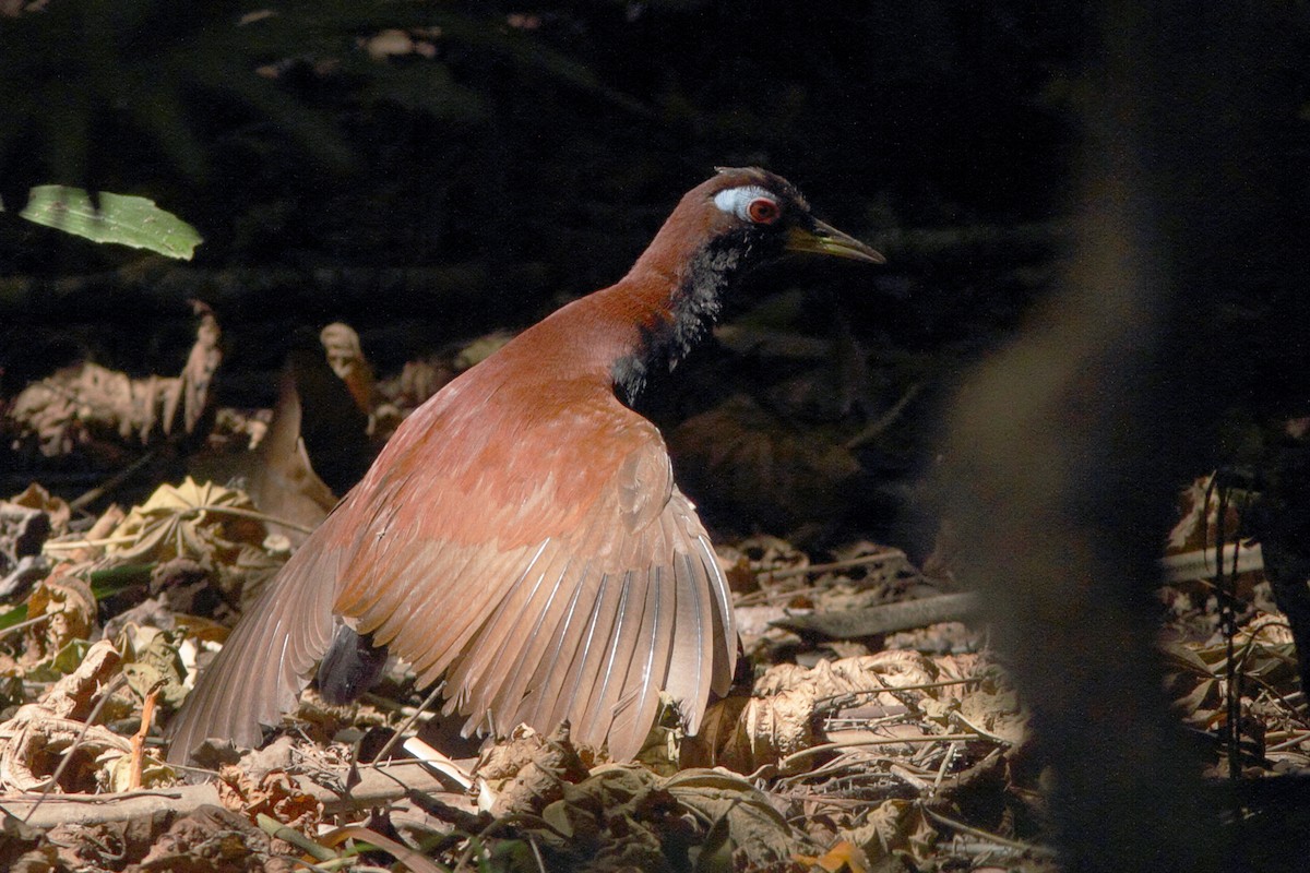 Blue-faced Rail - ML620214434