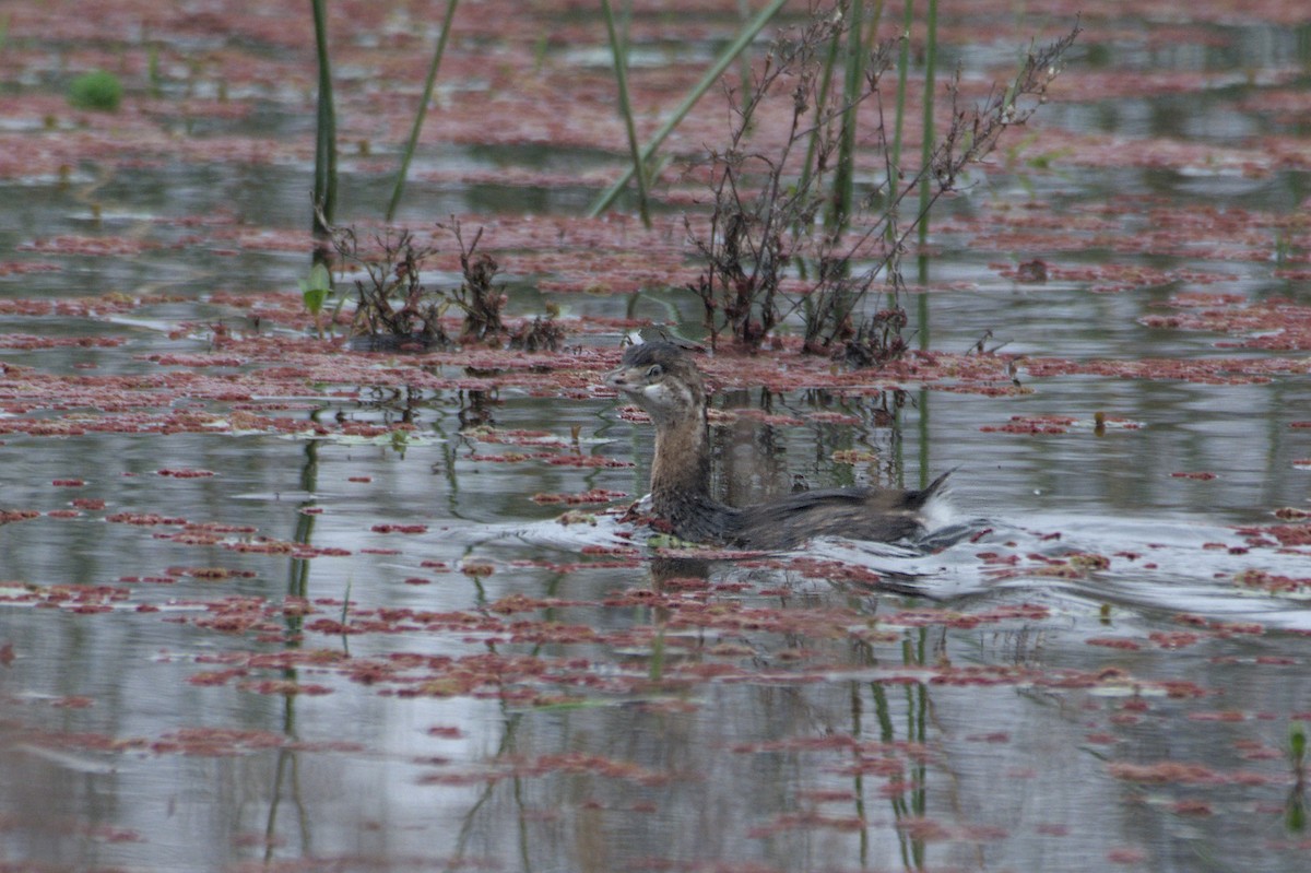 Great Grebe - ML620214439