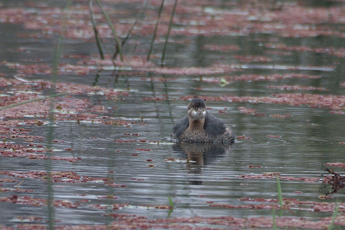 Great Grebe - ML620214441