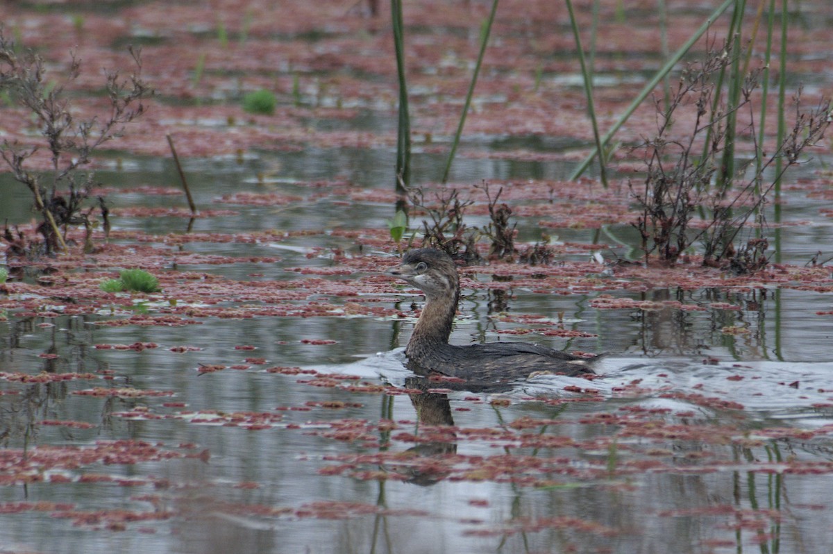 Great Grebe - ML620214442