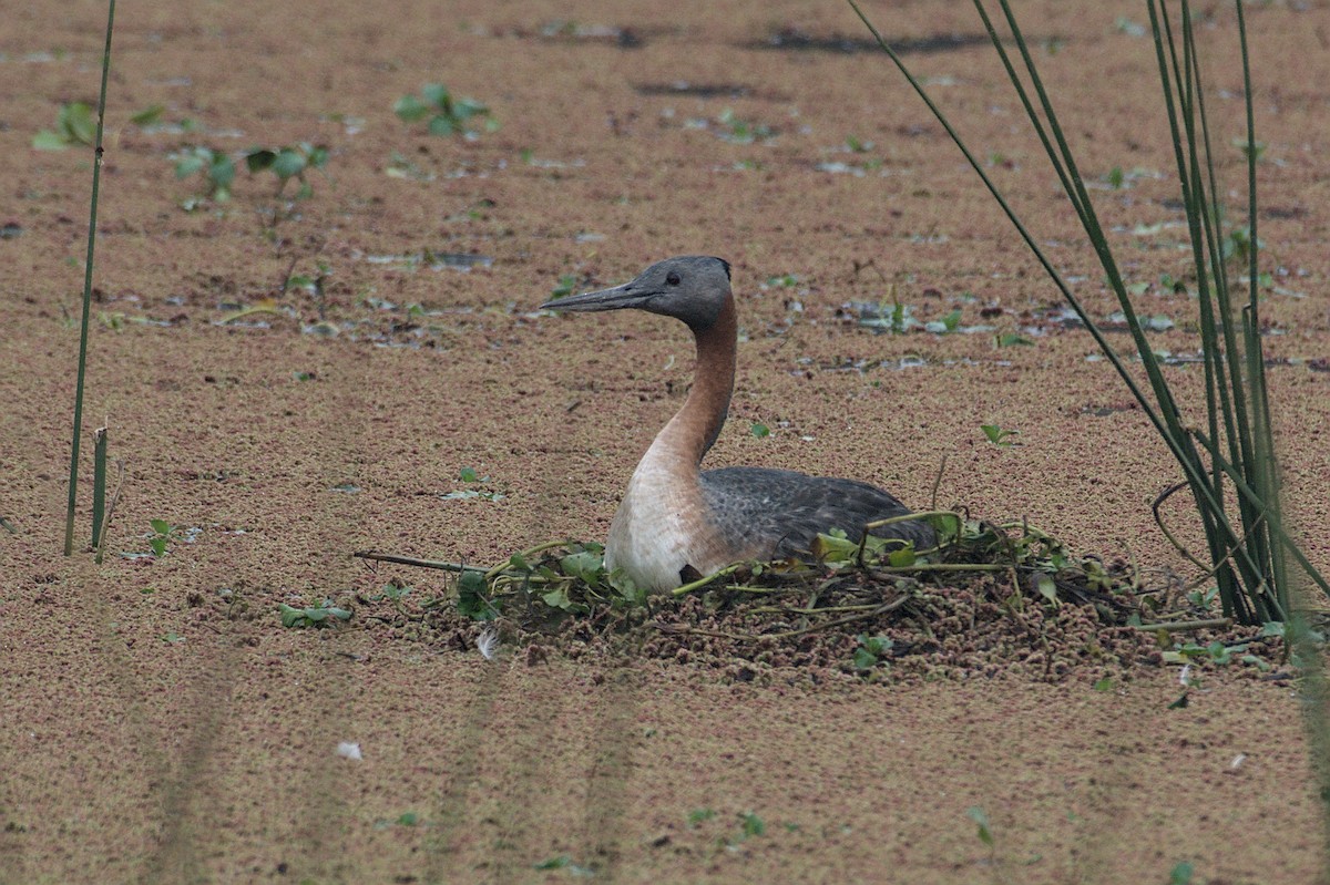 Great Grebe - ML620214443