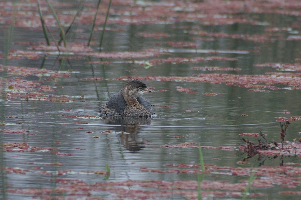 Great Grebe - ML620214444