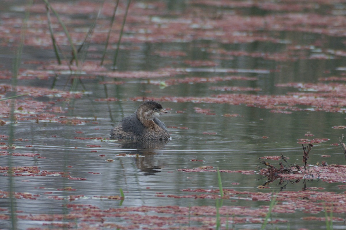 Great Grebe - ML620214446