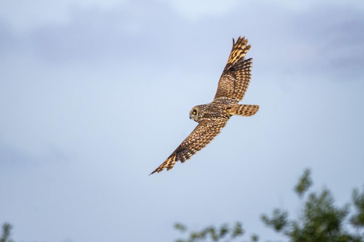 Short-eared Owl - ML620214457