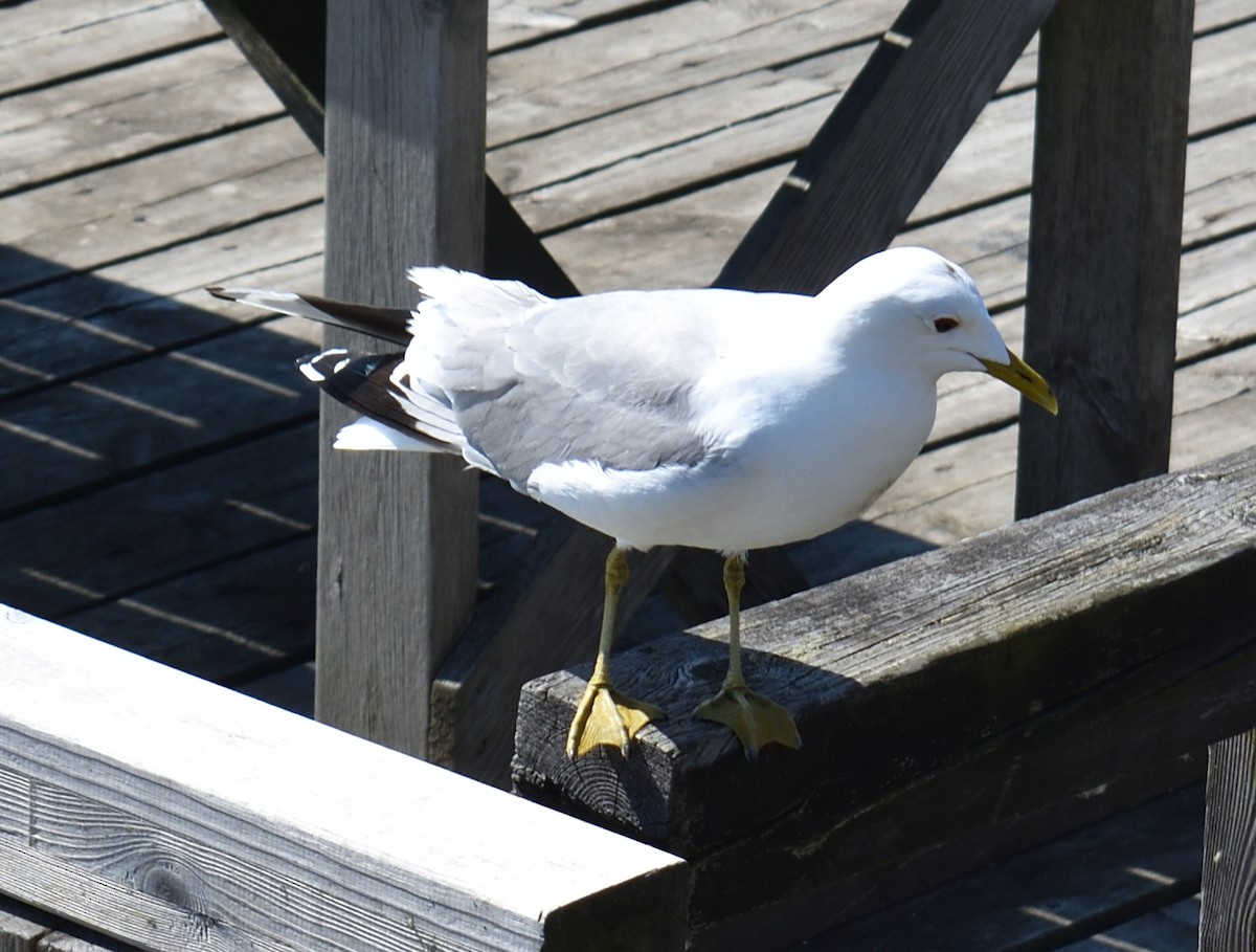 Common Gull (European) - ML620214462