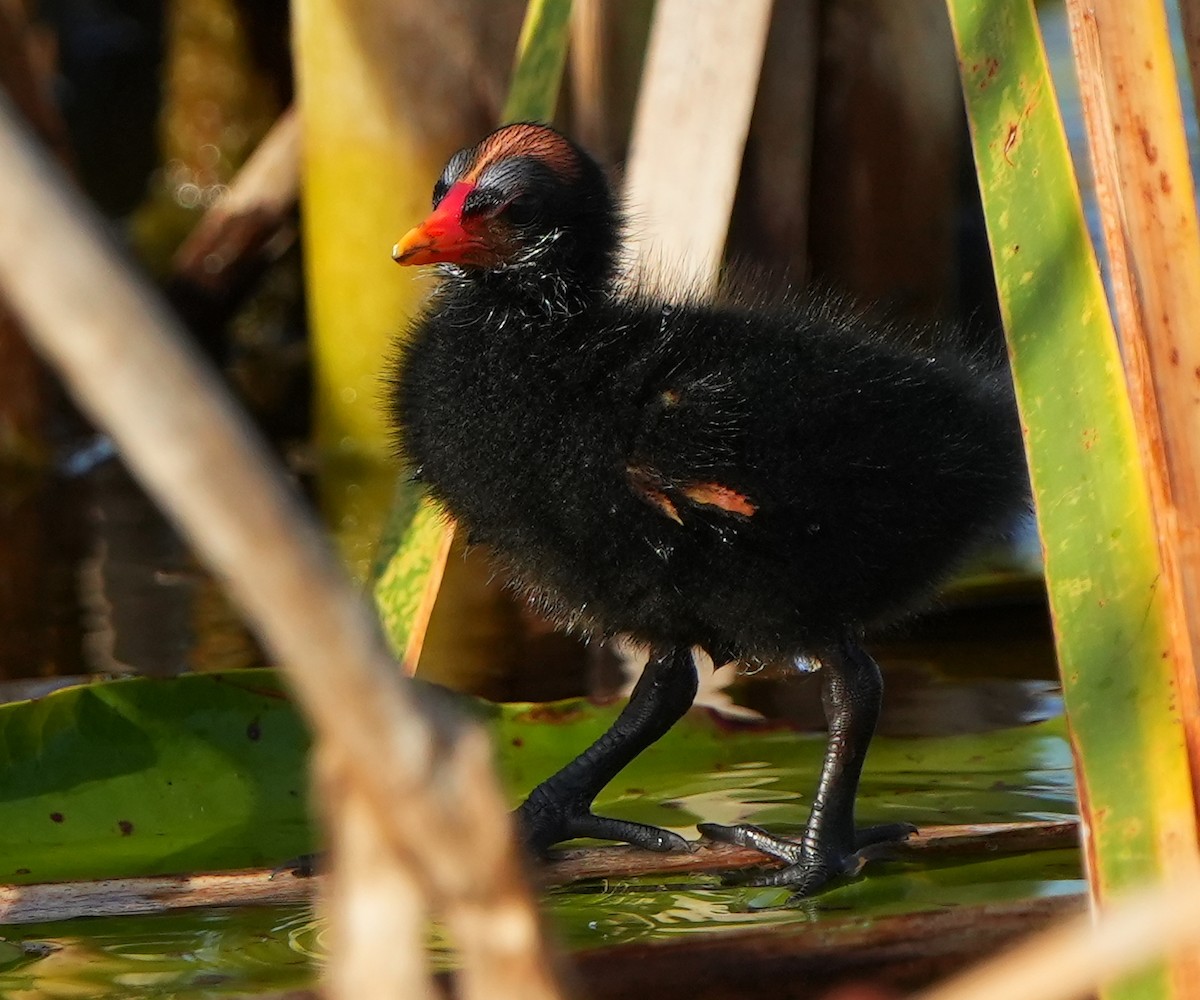 Common Gallinule - ML620214465