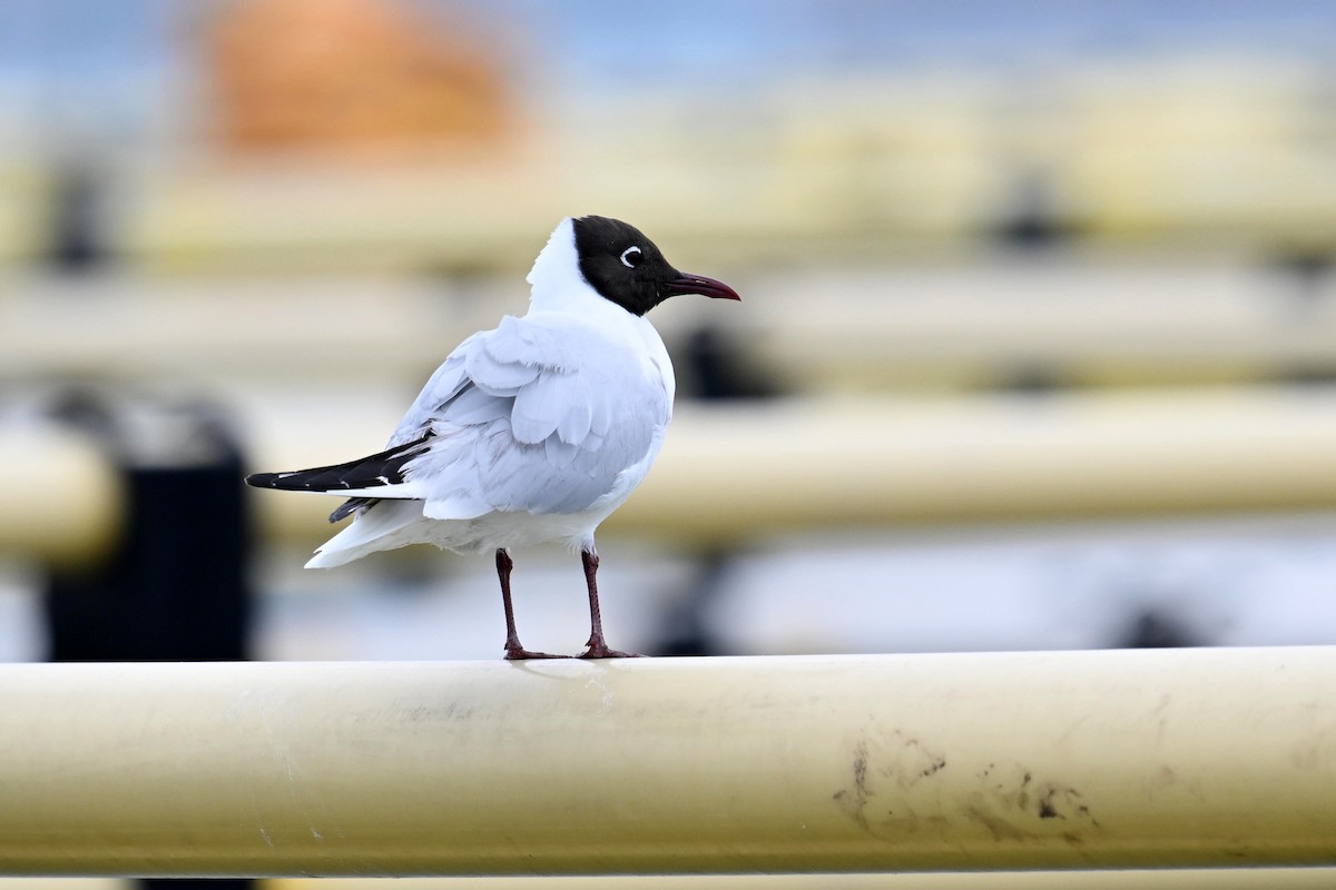 Black-headed Gull - ML620214473