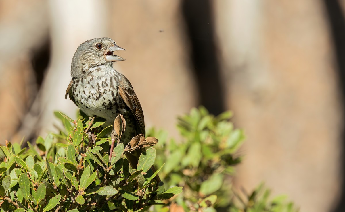 Fox Sparrow (Thick-billed) - ML620214476