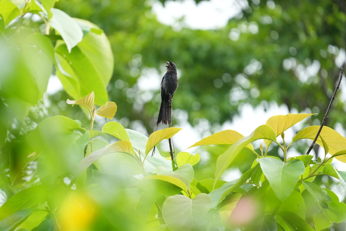 Greater Racket-tailed Drongo - ML620214477