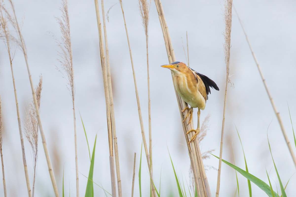 Least Bittern - ML620214499