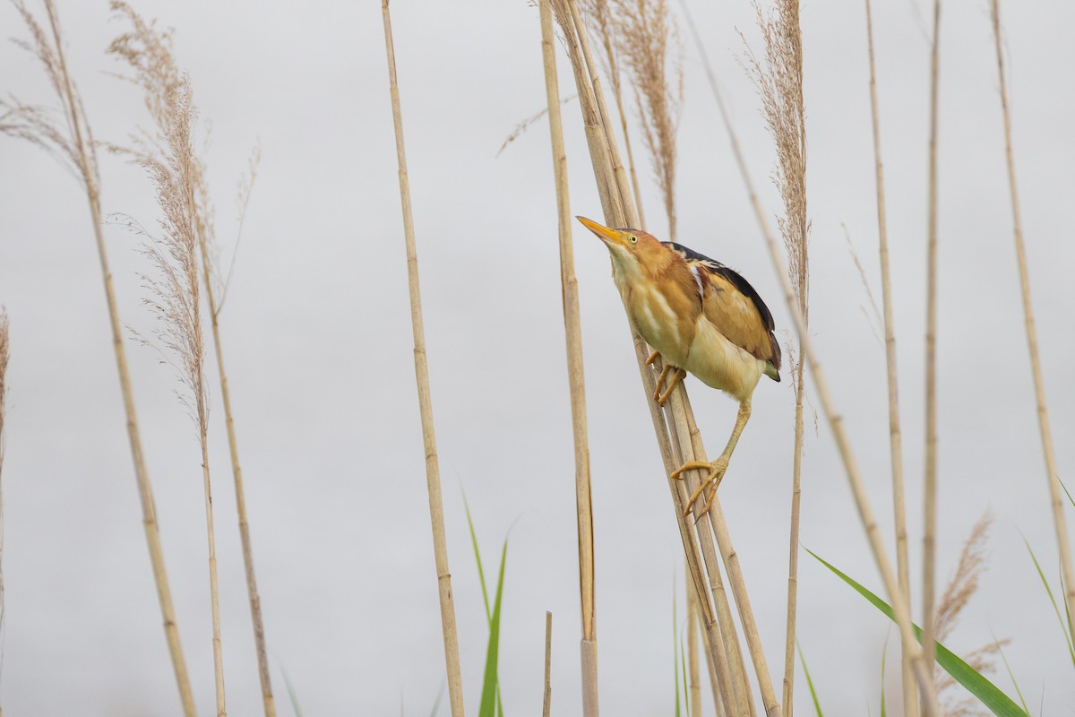 Least Bittern - ML620214503