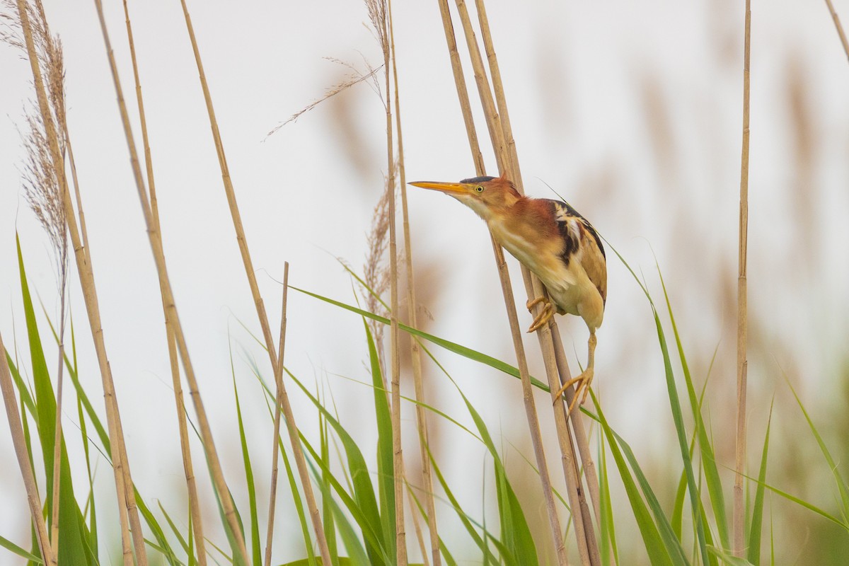 Least Bittern - ML620214506