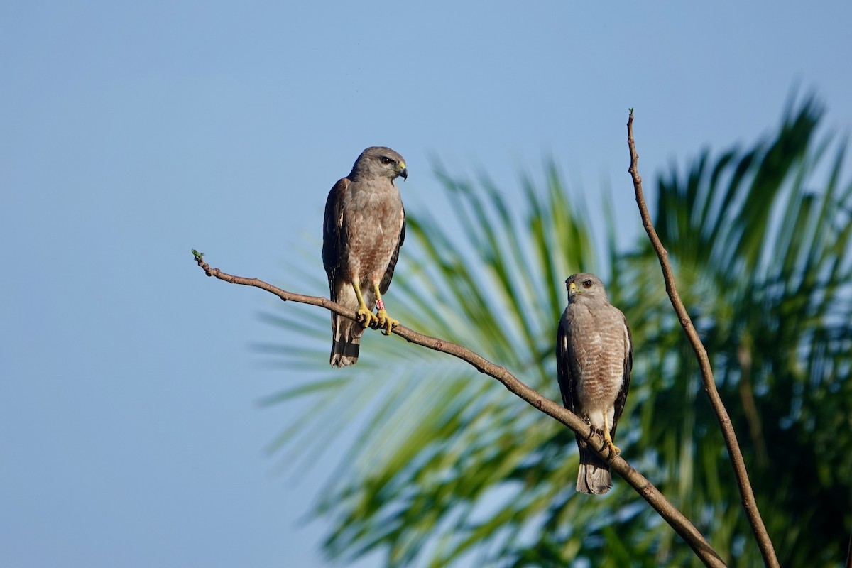 Ridgway's Hawk - ML620214517