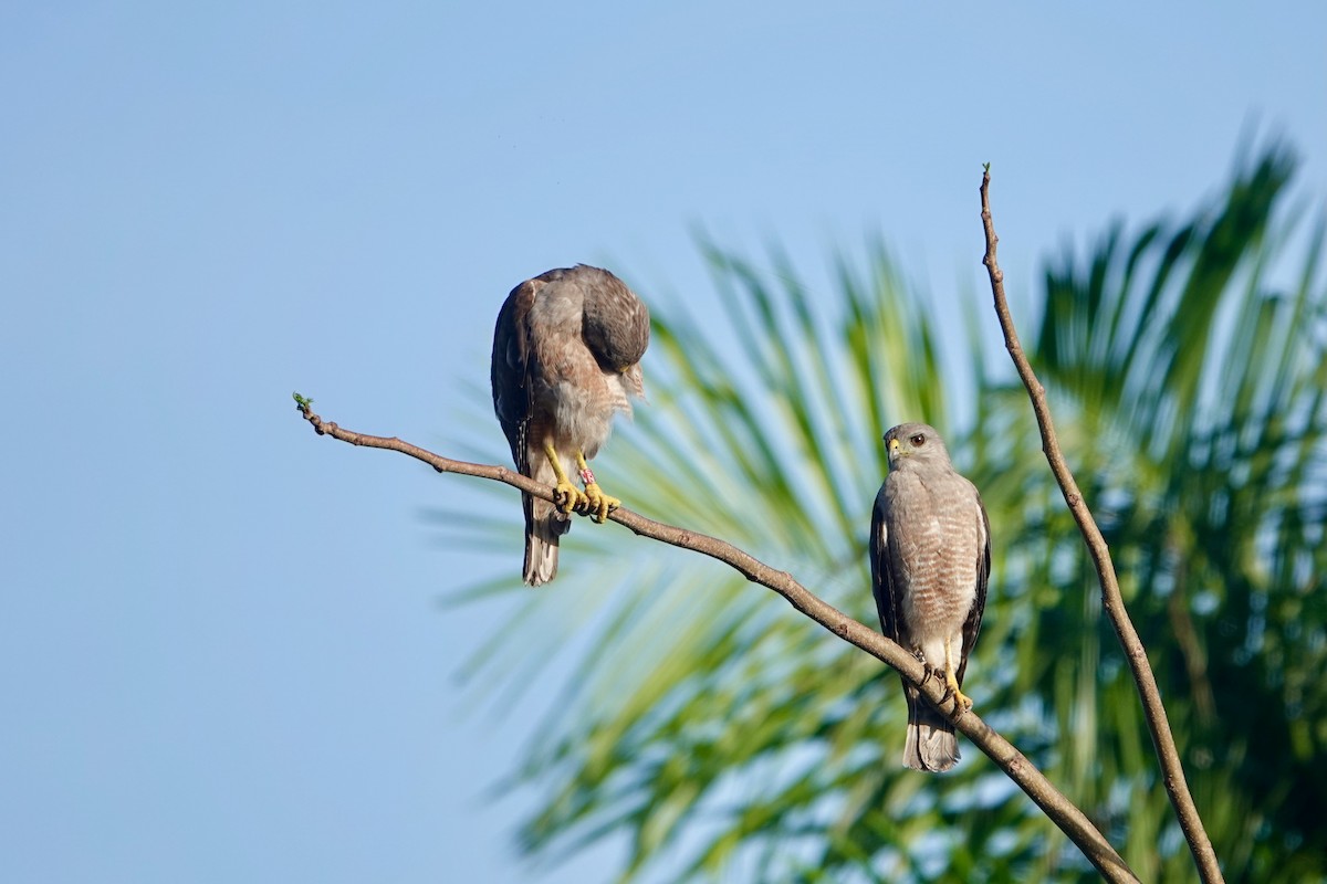 Ridgway's Hawk - ML620214518