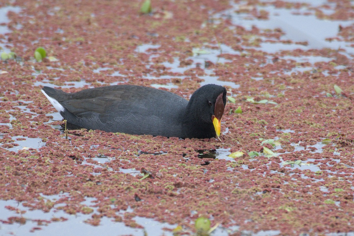 Foulque à front rouge - ML620214522